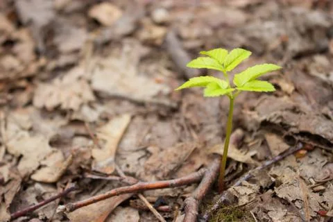 New green leaf Stock Photos