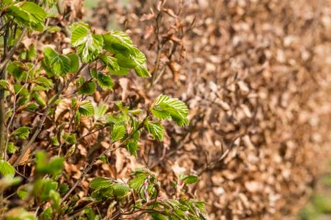 New green leafs on the beech Foto stock