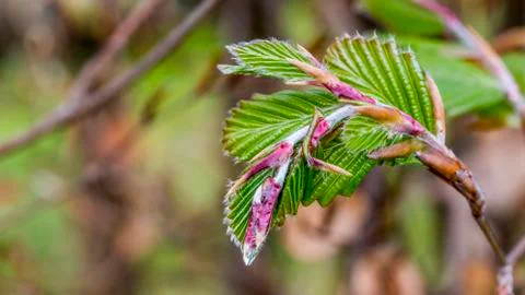 New green leafs on the beech Stock Photos