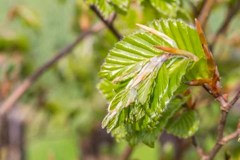 New green leafs on the beech Stock Photos
