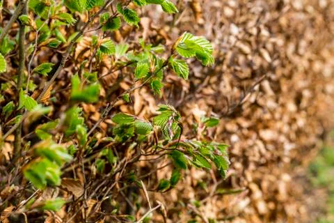 New green leafs on the beech Stock Photos