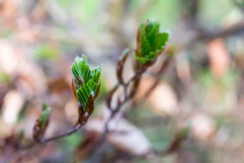 New green leafs on the beech Stock Photos