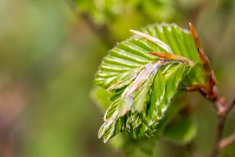 New green leafs on the beech Stock Photos