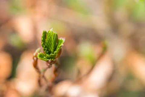 New green leafs on the beech Stock Photos