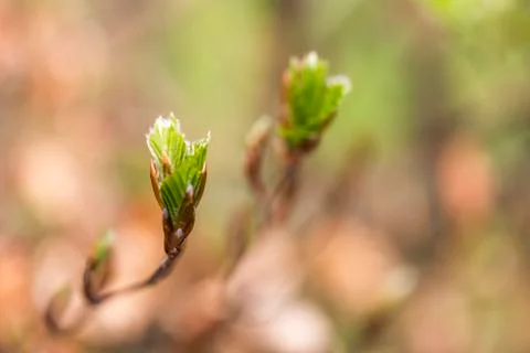 New green leafs on the beech Stock Photos