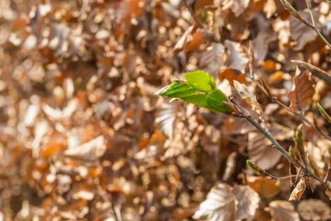 New green leafs on the beech Stock Photos