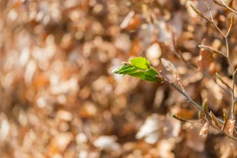 New green leafs on the beech Stock Photos