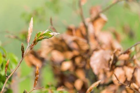 New green leafs on the beech Stock Photos