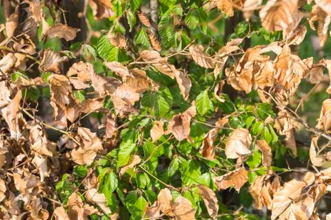 New green leafs on the beech Stock Photos