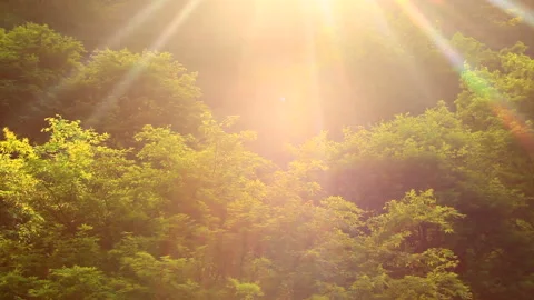 The New Green of Maple Leaves in the Wind and the Rays of the Setting Sun Vídeos de archivo 330301913