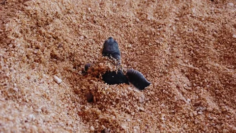 New Green Sea Turtle Hatchling Comes Out Of The Sand. Close-up Shot Stock Footage 337121565
