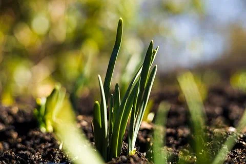 New Green Stem Sprouting from the Earth in Spring Stock-Fotos