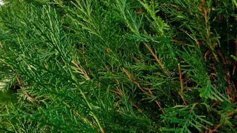 New green thuja branches. Stock Footage 141020140