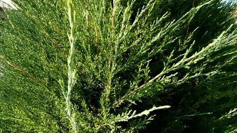 New green thuja branches. Stock Footage 144361967