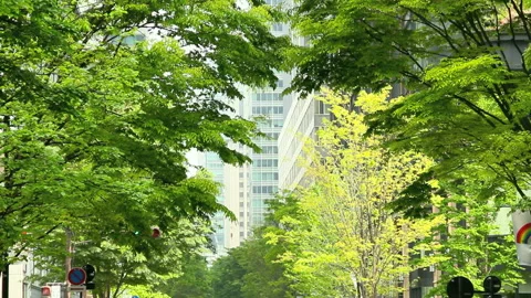 New Greenery in Marunouchi Stock Footage 327555817