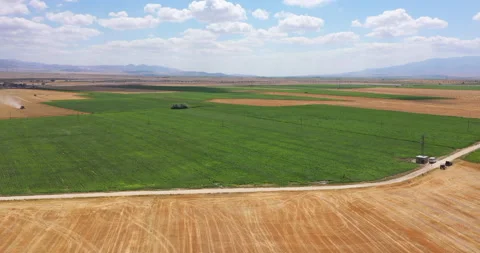 New growing cornfield drone view Video stock 160001554