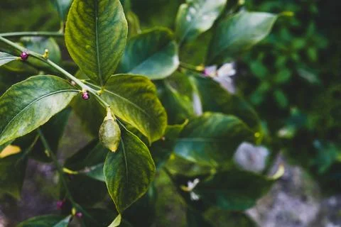 New growing tiny lemons growing on the tree Stock Photos