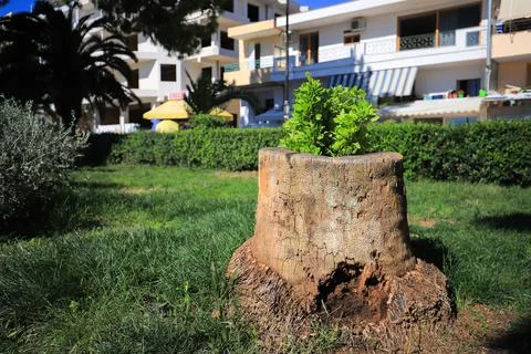 New grows tree from old tree stumps Foto stock