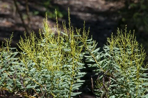 New growth on a eucalyptus tree Stock Photos