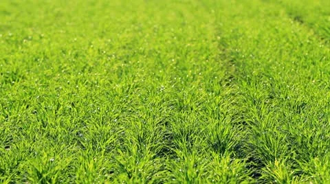 New growth Stock Footage 8930683