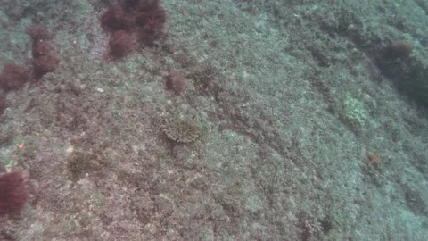 New Growth Video stock 150472243