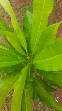 New Growth on Mango Tree Stock Photos