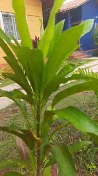 New Growth on Mango Tree Stockfoto's