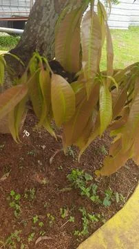 New Growth on Mango Tree Stock Photos