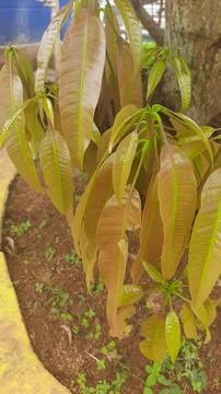 New Growth on Mango Tree Stock Photos