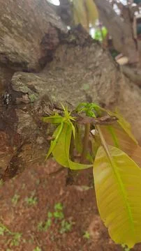 New Growth on Mango Tree Stock Photos