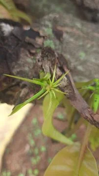 New Growth on Mango Tree Stock Photos