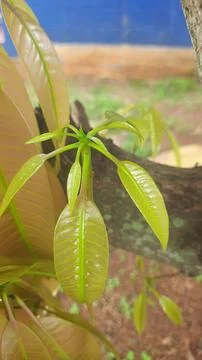 New Growth on Mango Tree Stock Photos