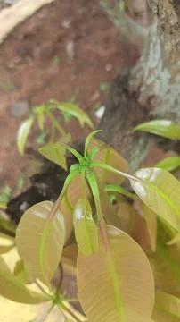 New Growth on Mango Tree Stock Photos