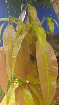 New Growth on Mango Tree Stock Photos