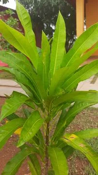 New Growth on Mango Tree Stockfoto's