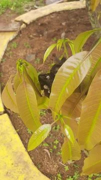 New Growth on Mango Tree Stock Photos