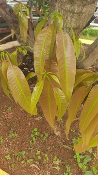 New Growth on Mango Tree Stock Photos