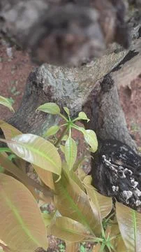 New Growth on Mango Tree Stock Photos