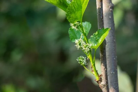 New growth on a mulberry tree tiny, bright green buds, leaves Stock Photos