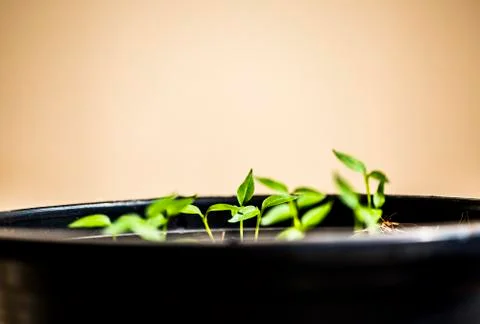 New Growth Stock Photos