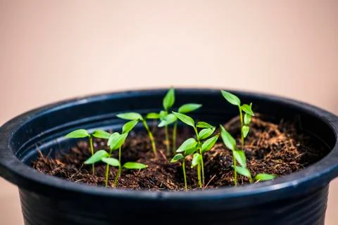 New Growth Stock Photos