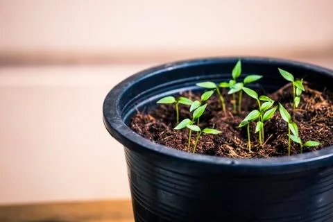 New Growth Stock Photos