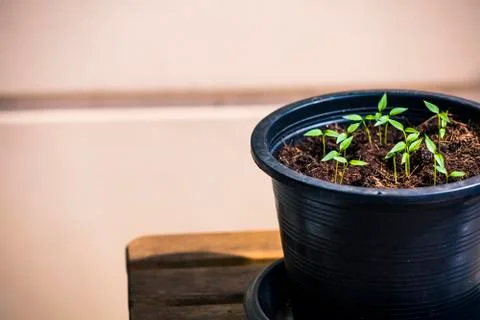 New Growth Stock Photos