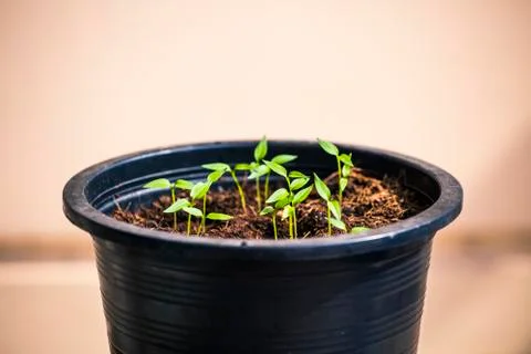 New Growth Stock Photos