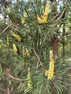 New growth of pine cones on tree branches in a sunny forest Stock Photos