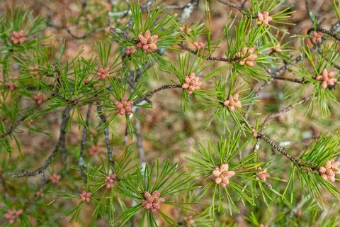 New growth on a pine tree Stock Photos