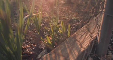 New Growth In Spring Garden Stock Footage 126924759