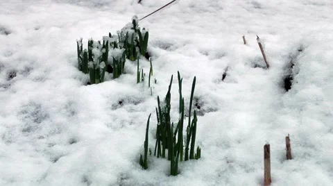 New growth through snow Stock Footage 46784214