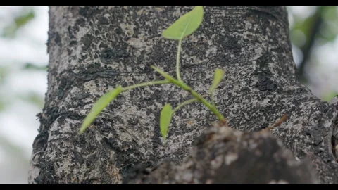 New Growth on Tree Bark for Mindfulness Background Use Stock Footage 328296373