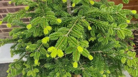 New growth on a tree Stock Footage 112893754